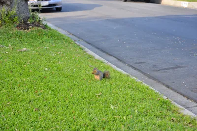 DSC_7216 (Large).JPG